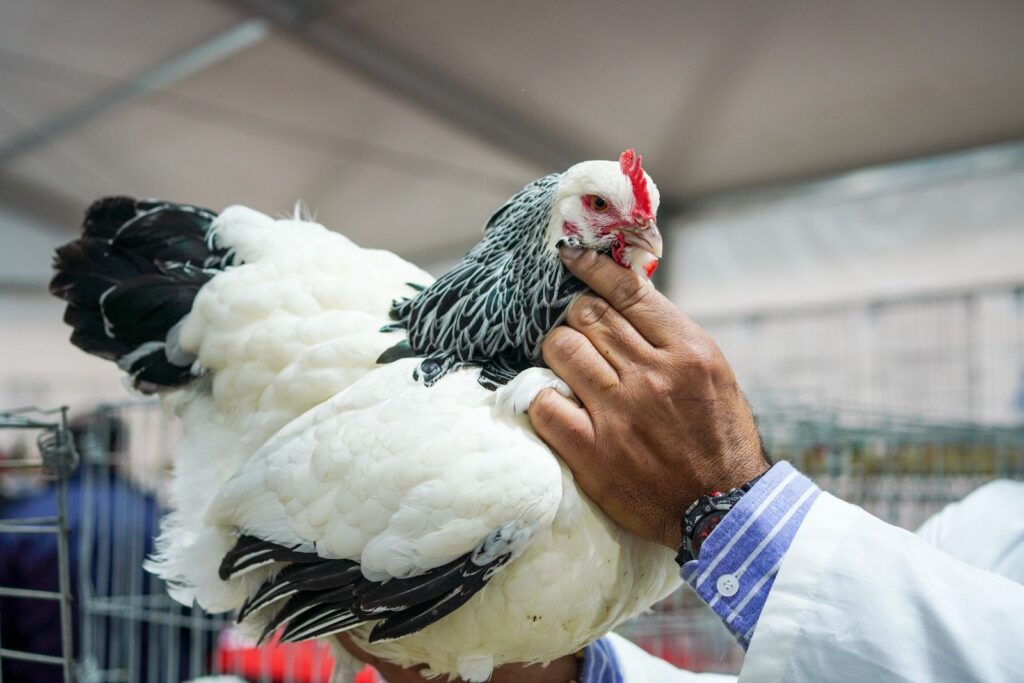 Las aves de corral